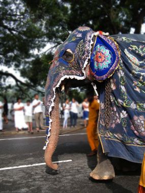 Güzel giyimli filler alayı Kandy, Sri lanka