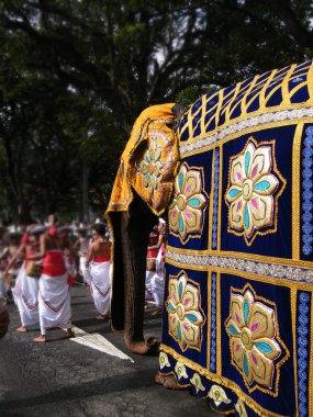 Güzel giyimli filler alayı Kandy, Sri lanka