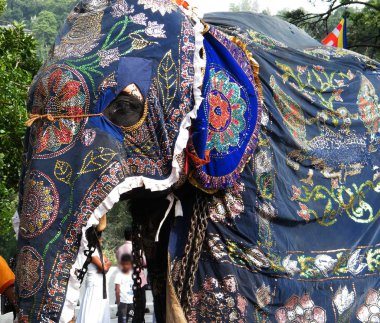 Güzel giyimli filler alayı Kandy, Sri lanka