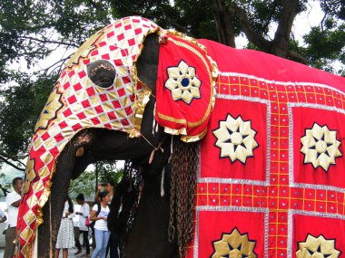 Güzel giyimli filler alayı Kandy, Sri lanka