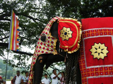 Güzel giyimli filler alayı Kandy, Sri lanka