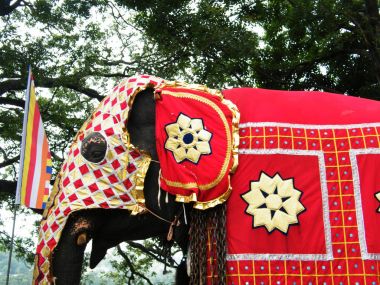 Güzel giyimli filler alayı Kandy, Sri lanka