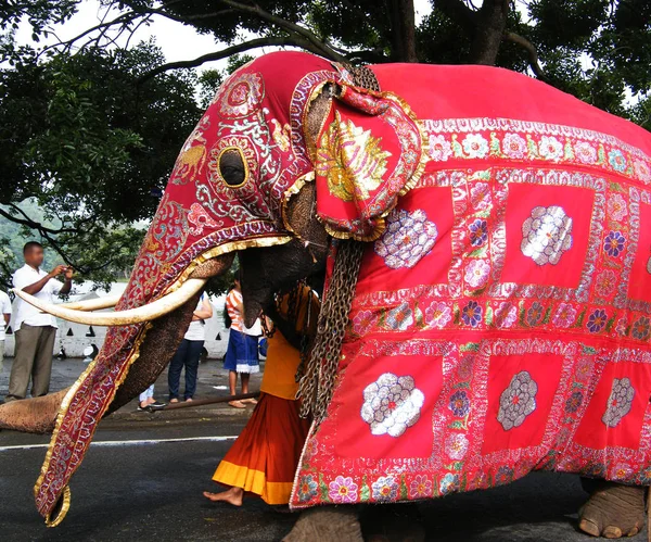 Magnifiquement Habillé Éléphants Procession Kandy Sri Lanka — Photo