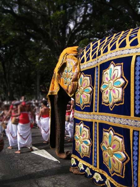 Güzel giyimli filler alayı Kandy, Sri lanka