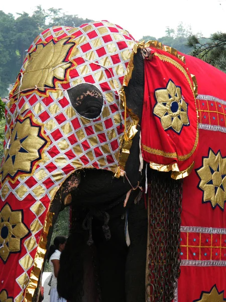 Belamente Vestidos Elefantes Procissão Kandy Sri Lanka — Fotografia de Stock