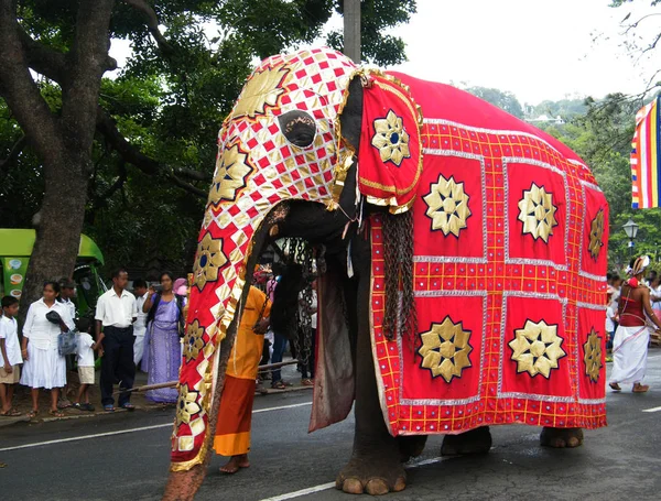 Güzel giyimli filler alayı Kandy, Sri lanka