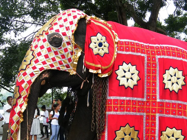 Güzel giyimli filler alayı Kandy, Sri lanka