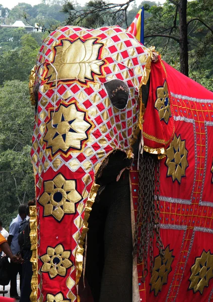 Magnifiquement Habillé Éléphants Procession Kandy Sri Lanka — Photo