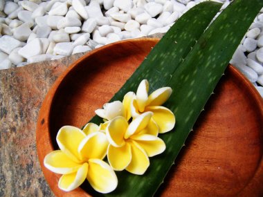 Aloe Vera ahşap plaka üzerinde. Ayurveda Spa Sri Lanka.Wooden plaka ve Aloe Vera yaprağı. Ayurveda yaprak. Çakıl, çimento, ahşap, aloe Vera,
