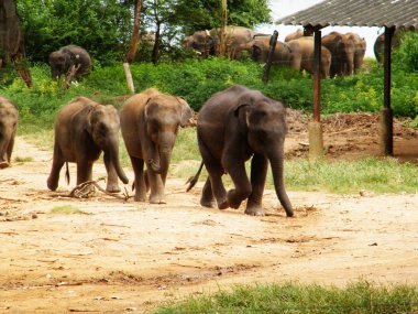 Sri Lankalı fil mülteci kampı. Fil bakım merkezi.
