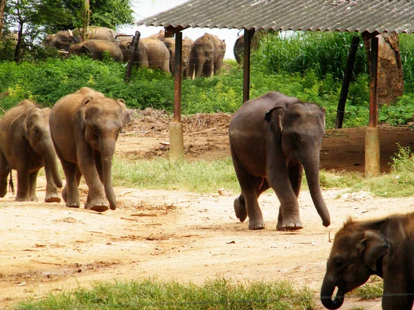 スリランカの象の難民キャンプ 象デイケア センター Udawalawe トランジット ホームは悲劇的な事件によって影響されている大半の赤ちゃんゾウのための避難所です — ストック写真