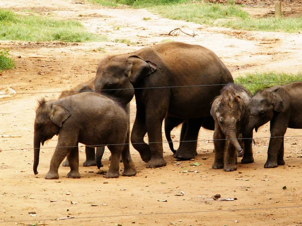 Camp Réfugiés Éléphants Sri Lankais Garderie Éléphants Udawalawe Transit Home — Photo