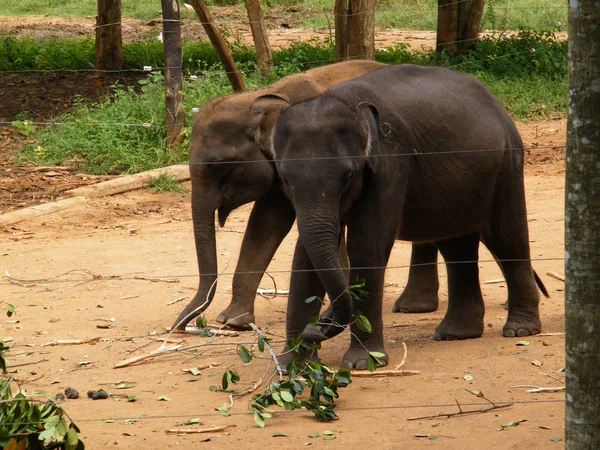 Sri Lankisches Elefantenflüchtlingslager Elefanten Kita Udawalawe Ist Ein Zufluchtsort Für — Stockfoto