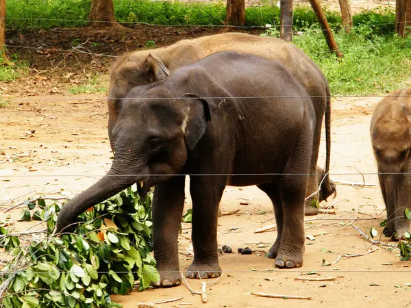 Sri Lankisches Elefantenflüchtlingslager Elefanten Kita Udawalawe Ist Ein Zufluchtsort Für — Stockfoto