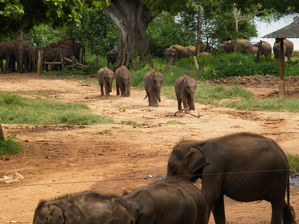 Camp Réfugiés Éléphants Sri Lankais Garderie Éléphants Udawalawe Transit Home — Photo