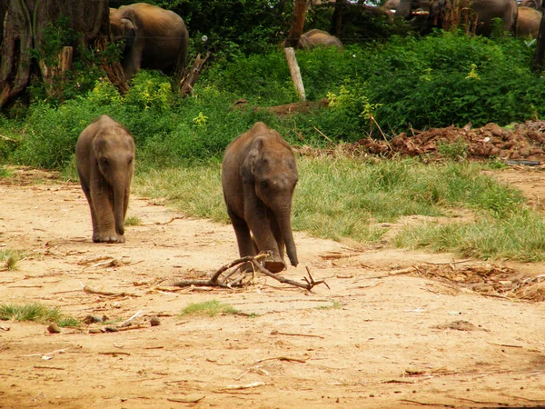 Campo Refugiados Elefantes Sri Lanka Guardería Infantil Elefante Udawalawe Transit — Foto de Stock