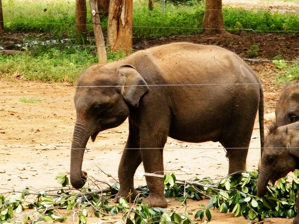 Camp Réfugiés Éléphants Sri Lankais Garderie Éléphants Udawalawe Transit Home — Photo