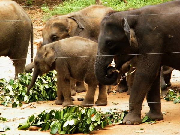 Camp Réfugiés Éléphants Sri Lankais Garderie Éléphants Udawalawe Transit Home — Photo