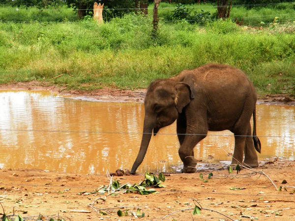 Sri Lankisches Elefantenflüchtlingslager Elefanten Kita Udawalawe Ist Ein Zufluchtsort Für — Stockfoto