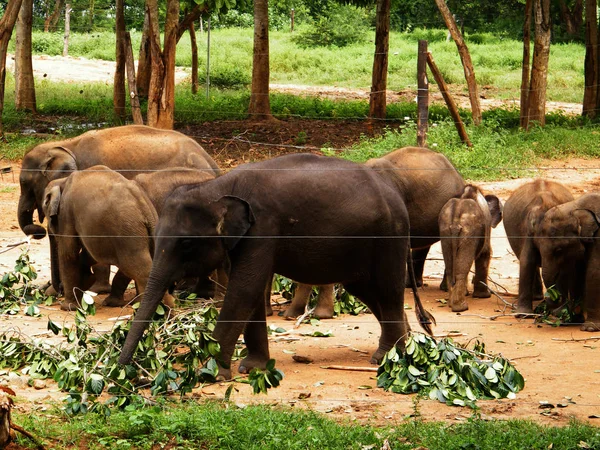 スリランカの象の難民キャンプ 象デイケア センター Udawalawe トランジット ホームは悲劇的な事件によって影響されている大半の赤ちゃんゾウのための避難所です — ストック写真