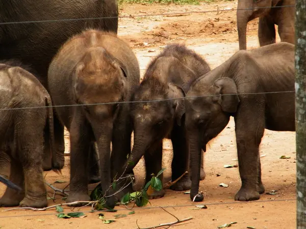 Camp Réfugiés Éléphants Sri Lankais Garderie Éléphants Udawalawe Transit Home — Photo