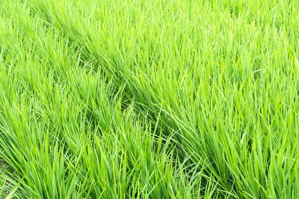 Natuur groene rijstvelden — Stockfoto