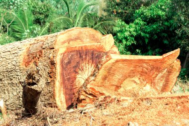 Ağaçları yere ormansızlaşma sırasında kesti.