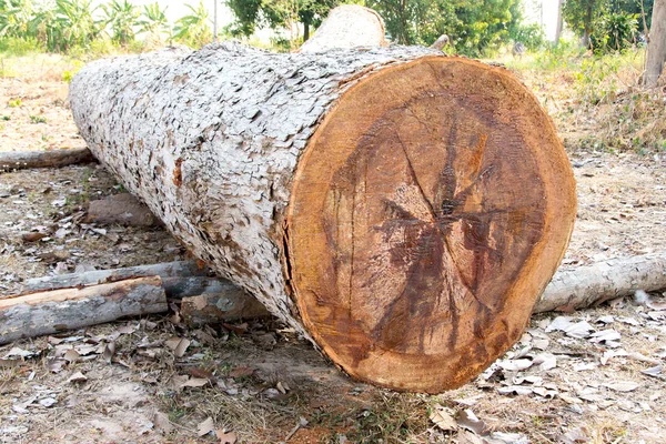 Cortar árboles durante la deforestación — Foto de Stock