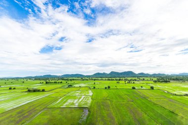 Çeltik pirinç alan thailand.top görünümünde