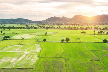 Tayland 'daki pirinç tarlası