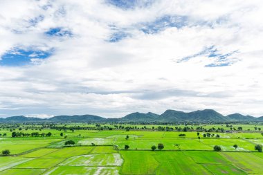 Çeltik pirinç alan thailand.top görünümünde