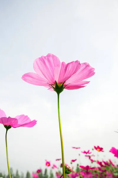 Kosmos Blumen blühen auf dem Feld — Stockfoto