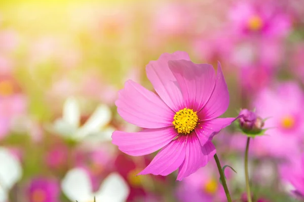 Roze kosmos bloemen bloeien in het veld. kosmos op achtergrond — Stockfoto