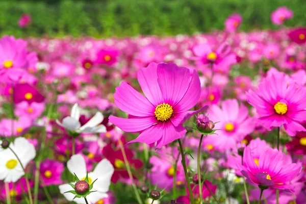 Rosa Kosmos Blumen Feld — Stockfoto