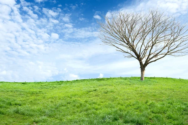 Albero secco su campo verde con cielo blu — Foto Stock