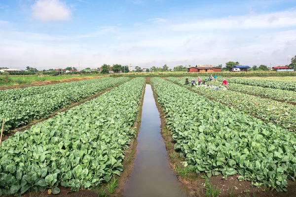 田野里有农夫的绿甘蓝菜 — 图库照片