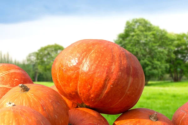 Orange pumpkins on nature background — Stock Photo, Image