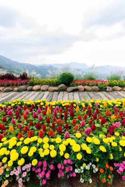 Пейзаж с цветами в горах — стоковое фото