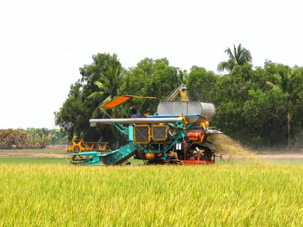 Combineren van rooiers snijden rijst — Stockfoto