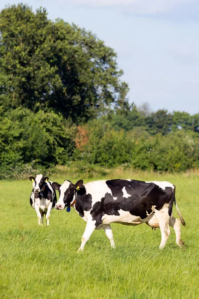 Vacas em terras agrícolas — Fotografia de Stock