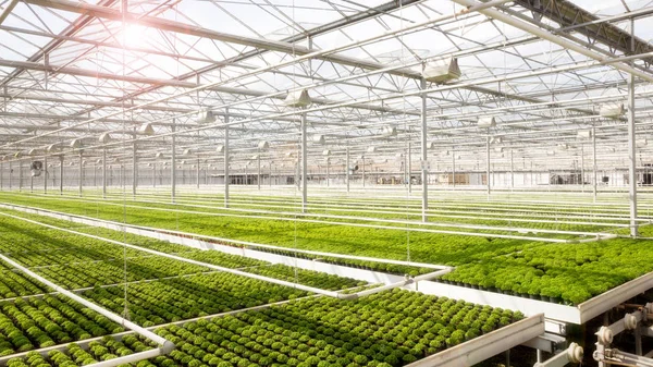 Greenhouse with cultivation — Stock Photo, Image