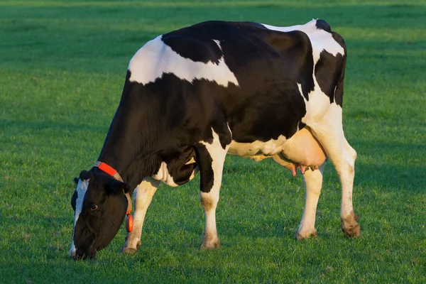 Χολστάιν Friesian αγελάδα βοσκή — Φωτογραφία Αρχείου