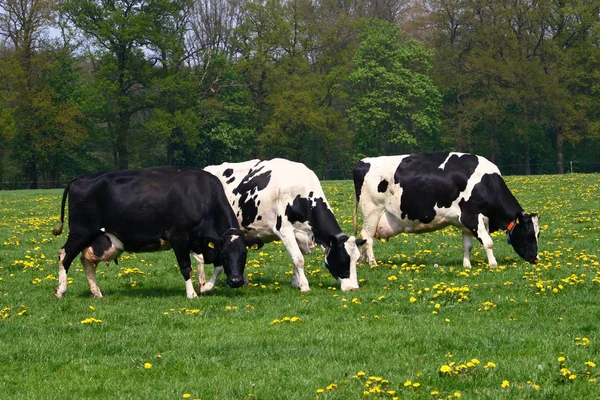 Black White Holstein Friesian Cow Grazing Grassland — Stock Photo, Image