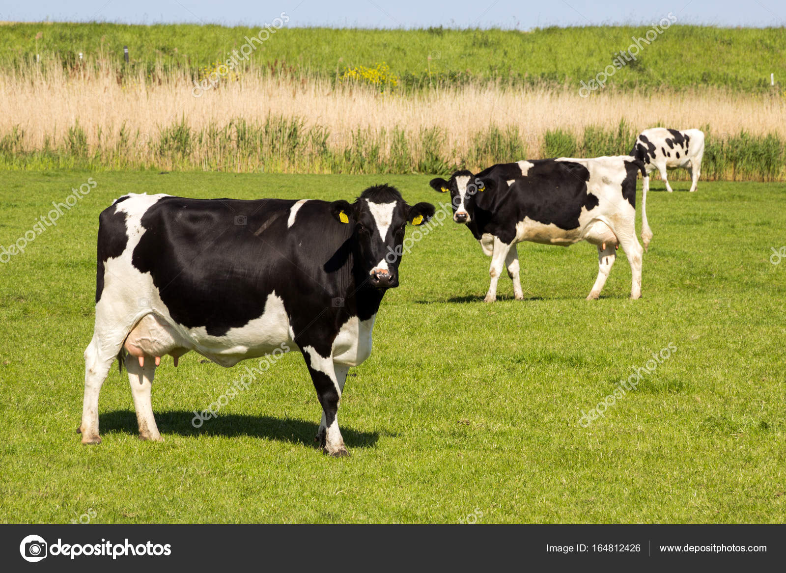 Vaches noires et blanches pâturant du bétail de ferme image libre de droit par FotoVDW © 164812426