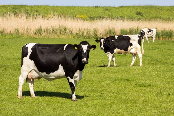 Vaca negra y blanca pastoreo granja ganado —  Fotos de Stock