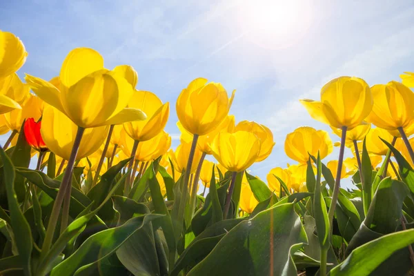 Sunshine yellow tulips — Stock Photo, Image