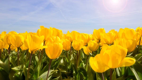 Sunshine yellow tulips — Stock Photo, Image