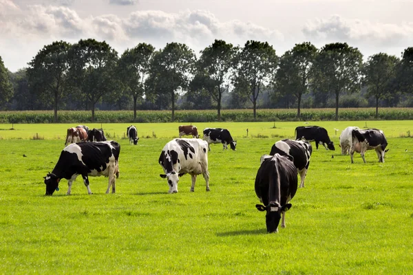 Vaca preta e branca pastando gado de fazenda — Fotografia de Stock