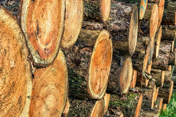 Árvores cortadas madeira — Fotografia de Stock