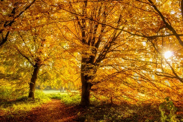 Леса осенние листья — стоковое фото